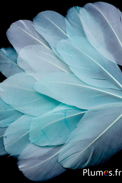 Pétales en plumes - 6-8 x 3-4 cm - vert d´eau